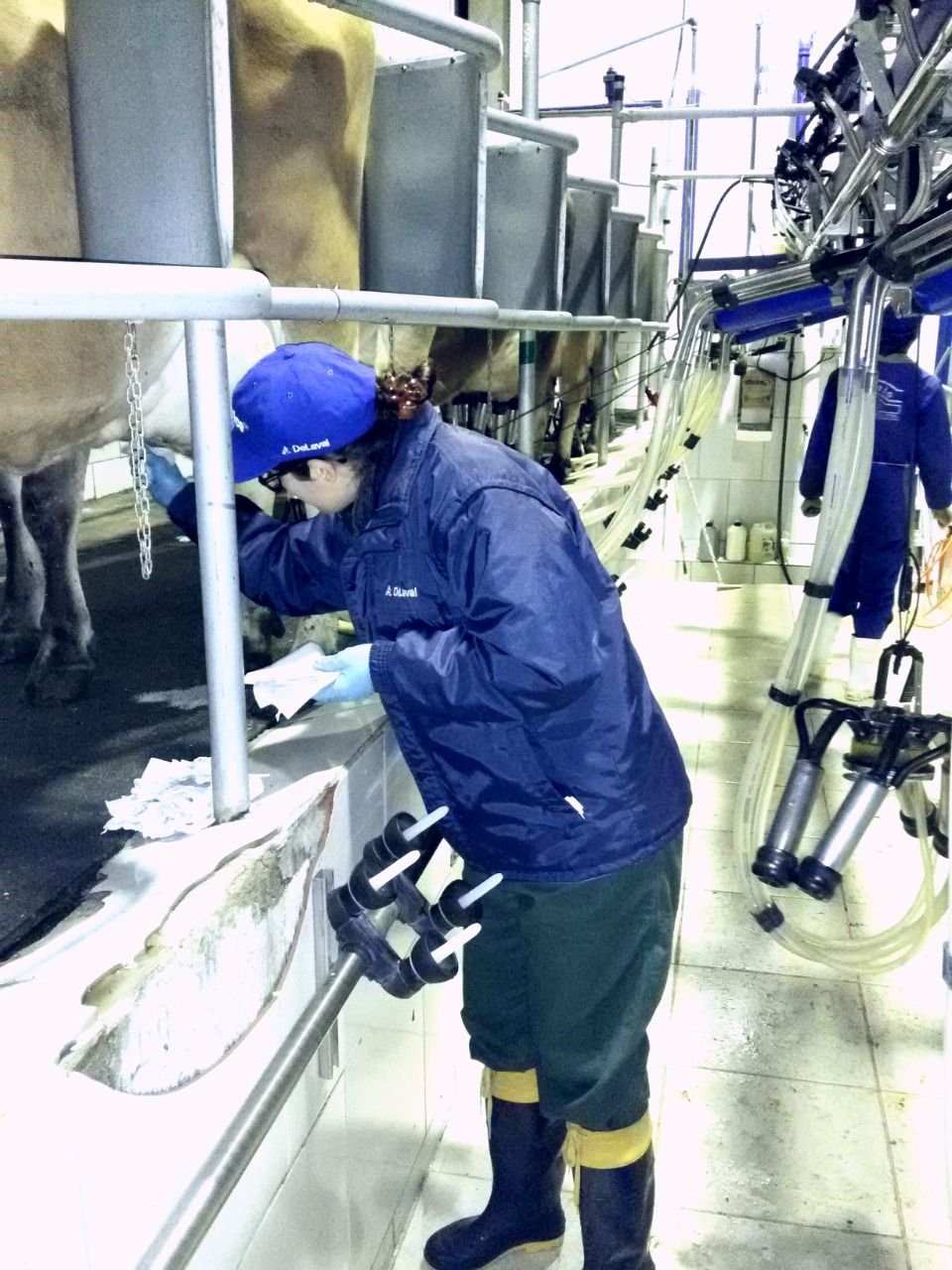 Como melhorar a qualidade do leite nas fazendas?